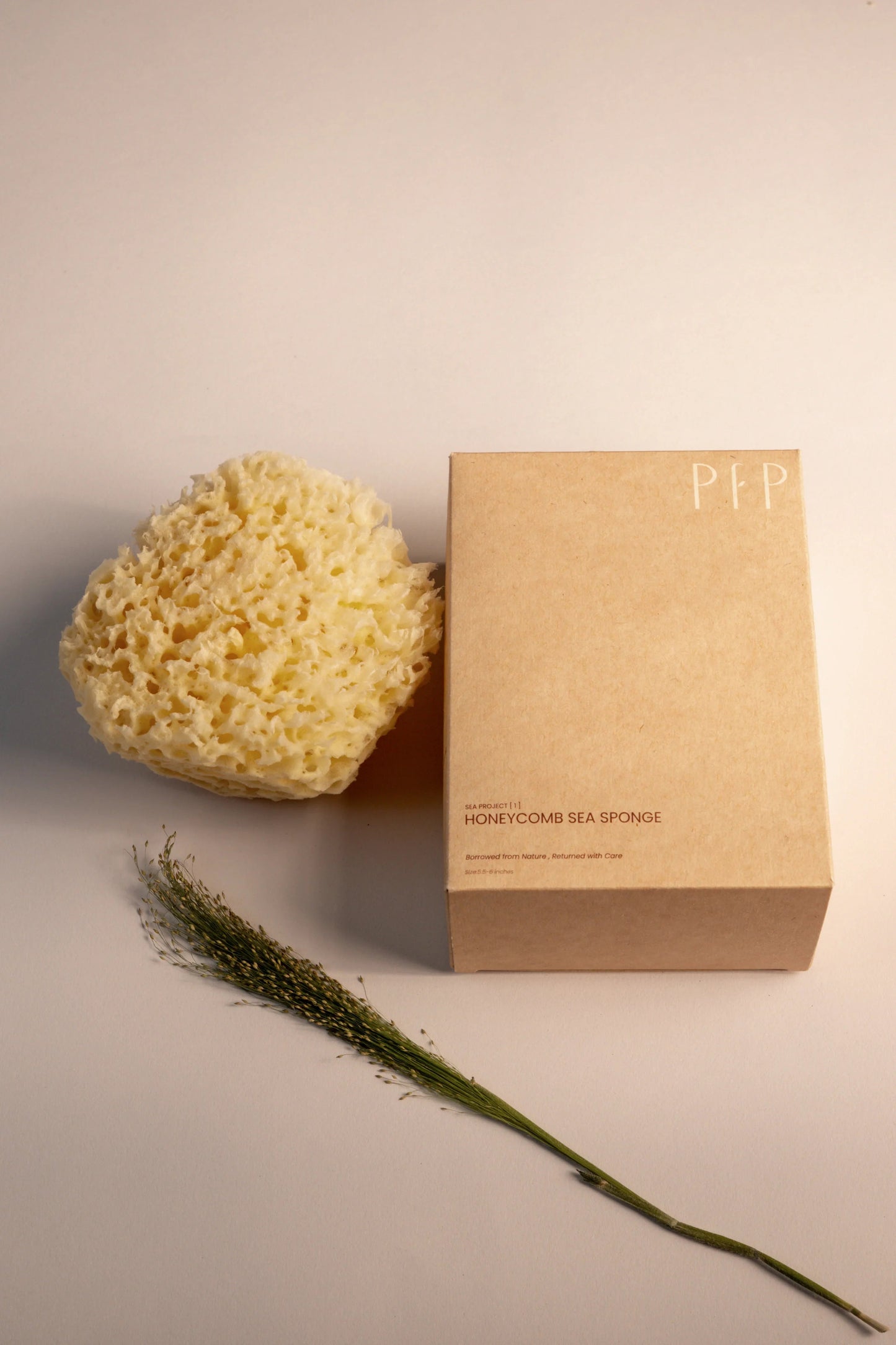 Greek Honeycomb Sea Sponge