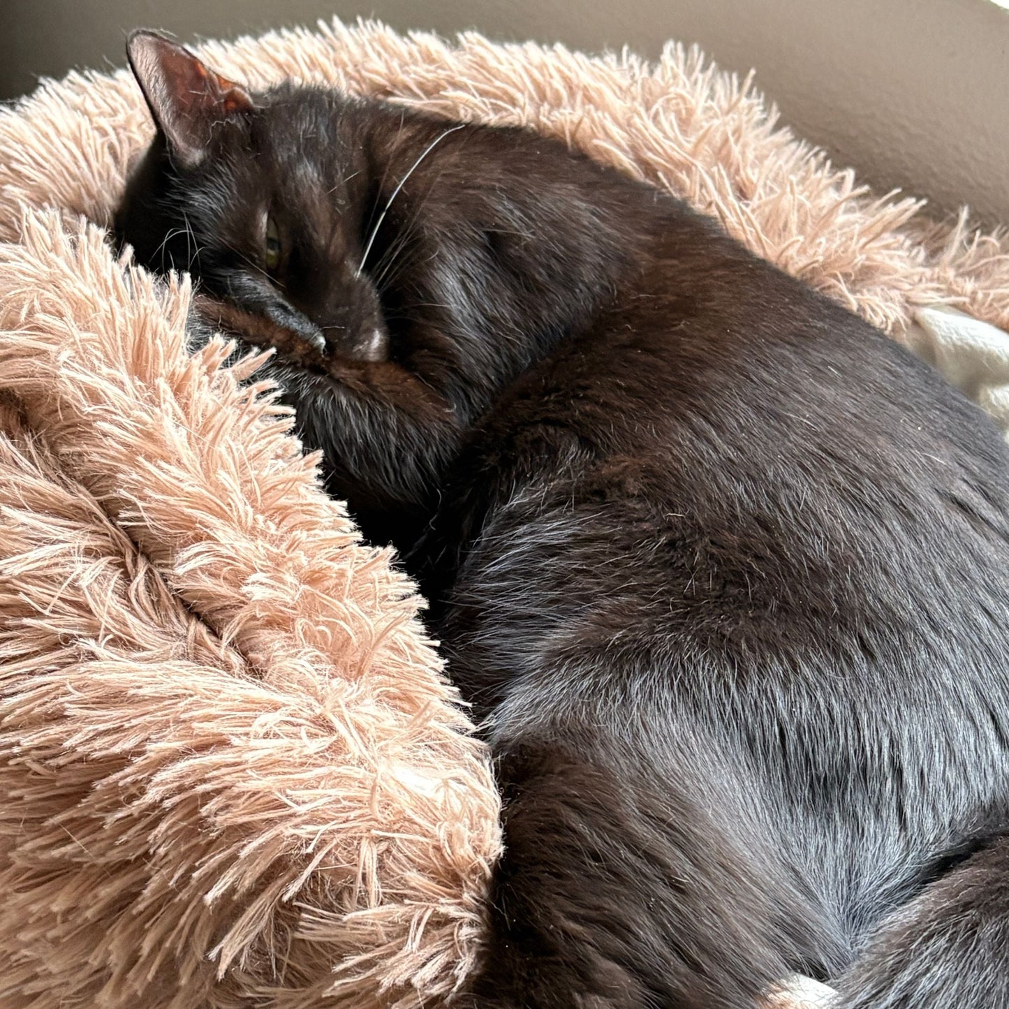 Hundebett "Balu" kuschelig weich & waschbar – mit hohem Rand für Auto & Sofa