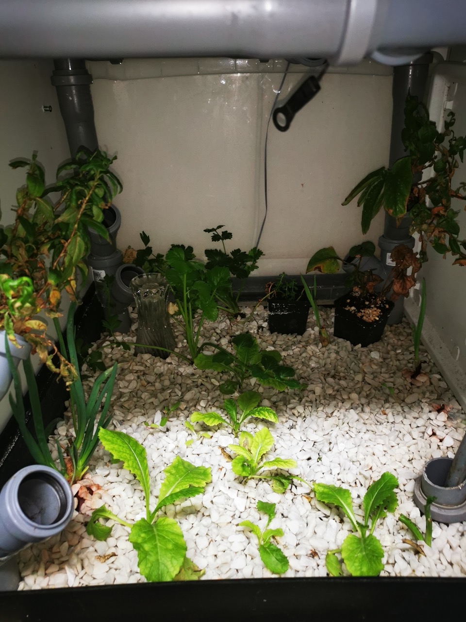 Automated Mini Ecosystem Aquaponics With Goldfish Guppy And Algae No Water Change Fat Fish