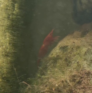 Alge Red Cherry Shrimp Aquarium Protein + Omega 3 Productions