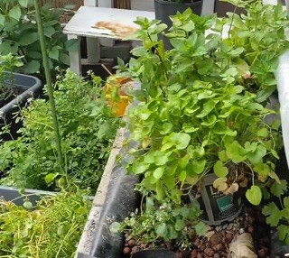 Automated Aquaponics Outdoors 1 Month Progress