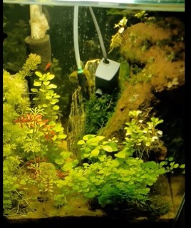 Biodiverse Mini Ecosystem Planted Aquarium Stiphodon atropurpureus Eating Algae
