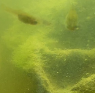 Zlatna ribica Guppy alge Nije potrebna promjena vode Ekosustav Omega 3 i proizvodnja proteina