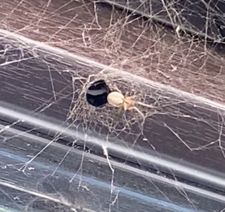 Spider checking the vibration on the web