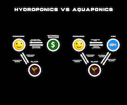 Hydroponics vs Aquaponics - Unimother