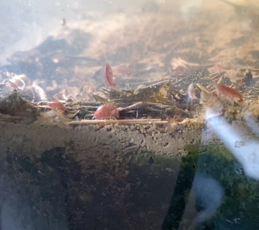 Algae Ecosystem Protein + Omega 3 Closed Looped Live Feed Production - Tubifex, Water Fleas, Mexican Scud Hyalella Azteca