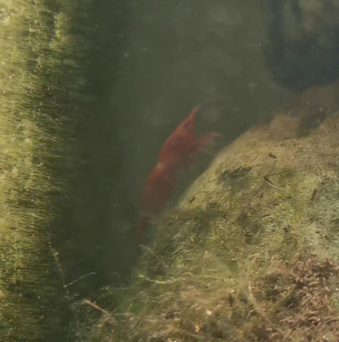 Alge Red Cherry Shrimp Aquarium Protein + Omega 3 Productions