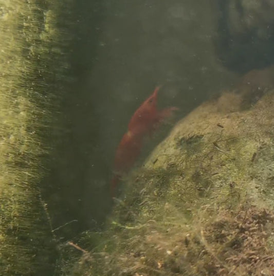 Algae Red Cherry Shrimp Aquarium Protein + Omega 3 Productions