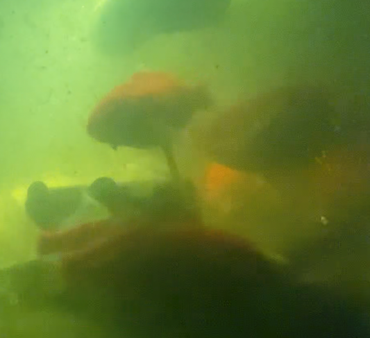 Goldfish happily swimming