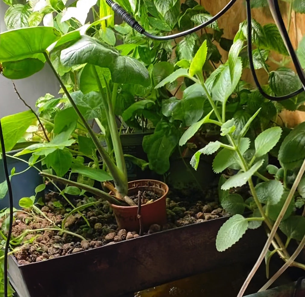 Aquaponics Gravity Grow Bed filter 10 dana rasta