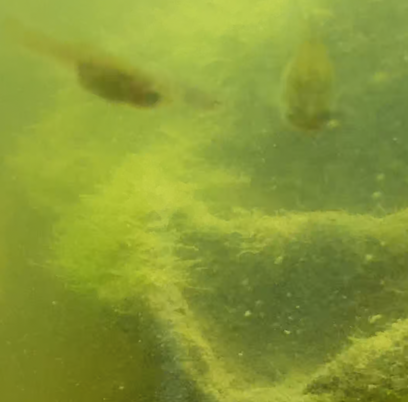 Zlatna ribica Guppy alge Nije potrebna promjena vode Ekosustav Omega 3 i proizvodnja proteina