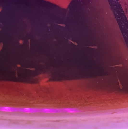 Goldfish babies fed with egg yolk