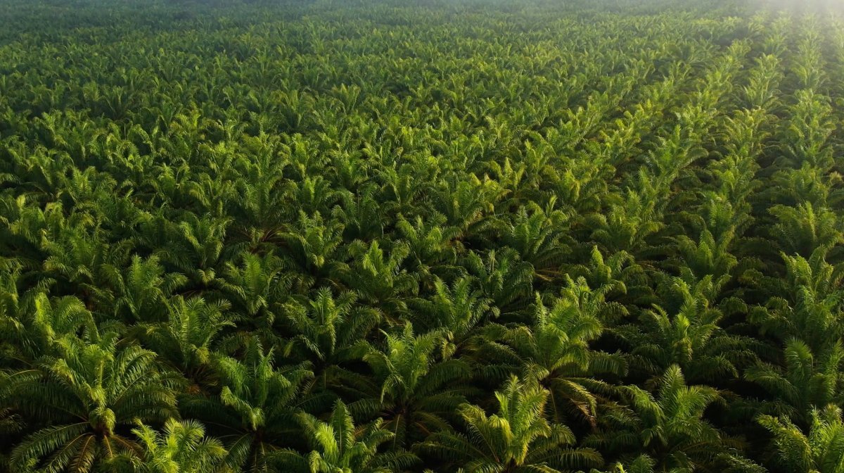 How to Reverse the 75% Insect Biomass Loss – Unimother