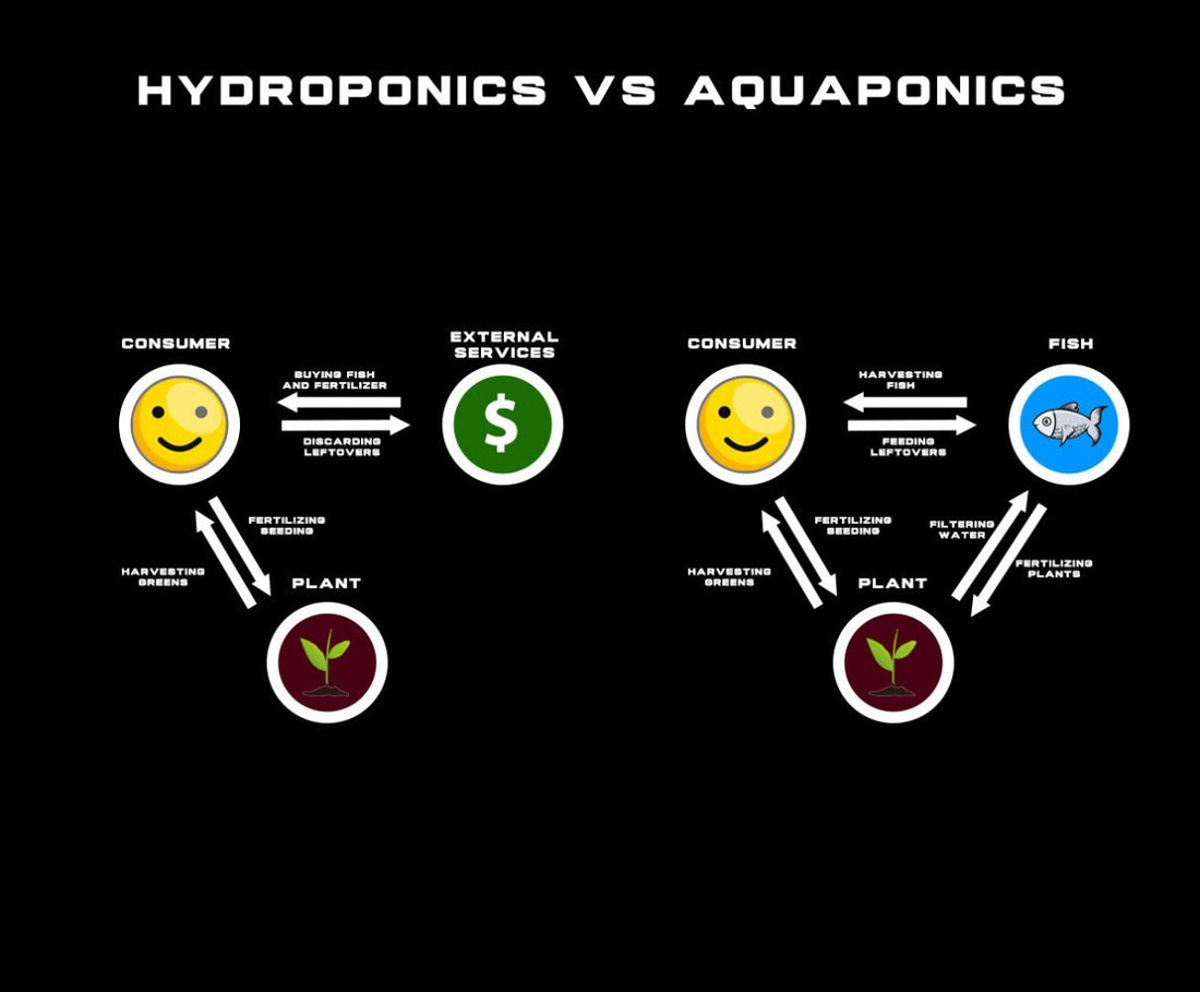 Hydroponics vs Aquaponics - Unimother