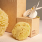Natural Sea Sponge Set | Honeycomb Body & Silk Facial Sponges