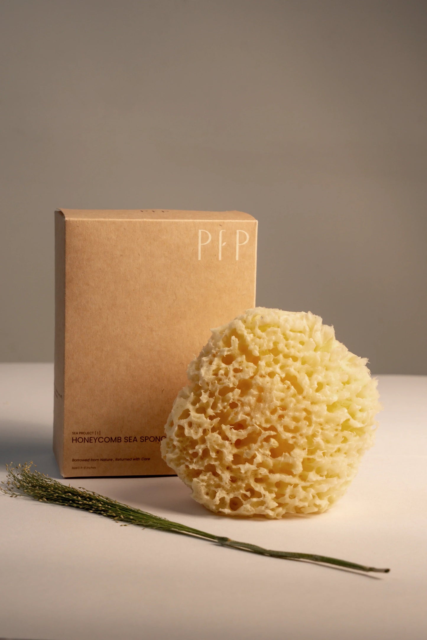 Greek Honeycomb Sea Sponge