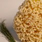 Greek Honeycomb Sea Sponge