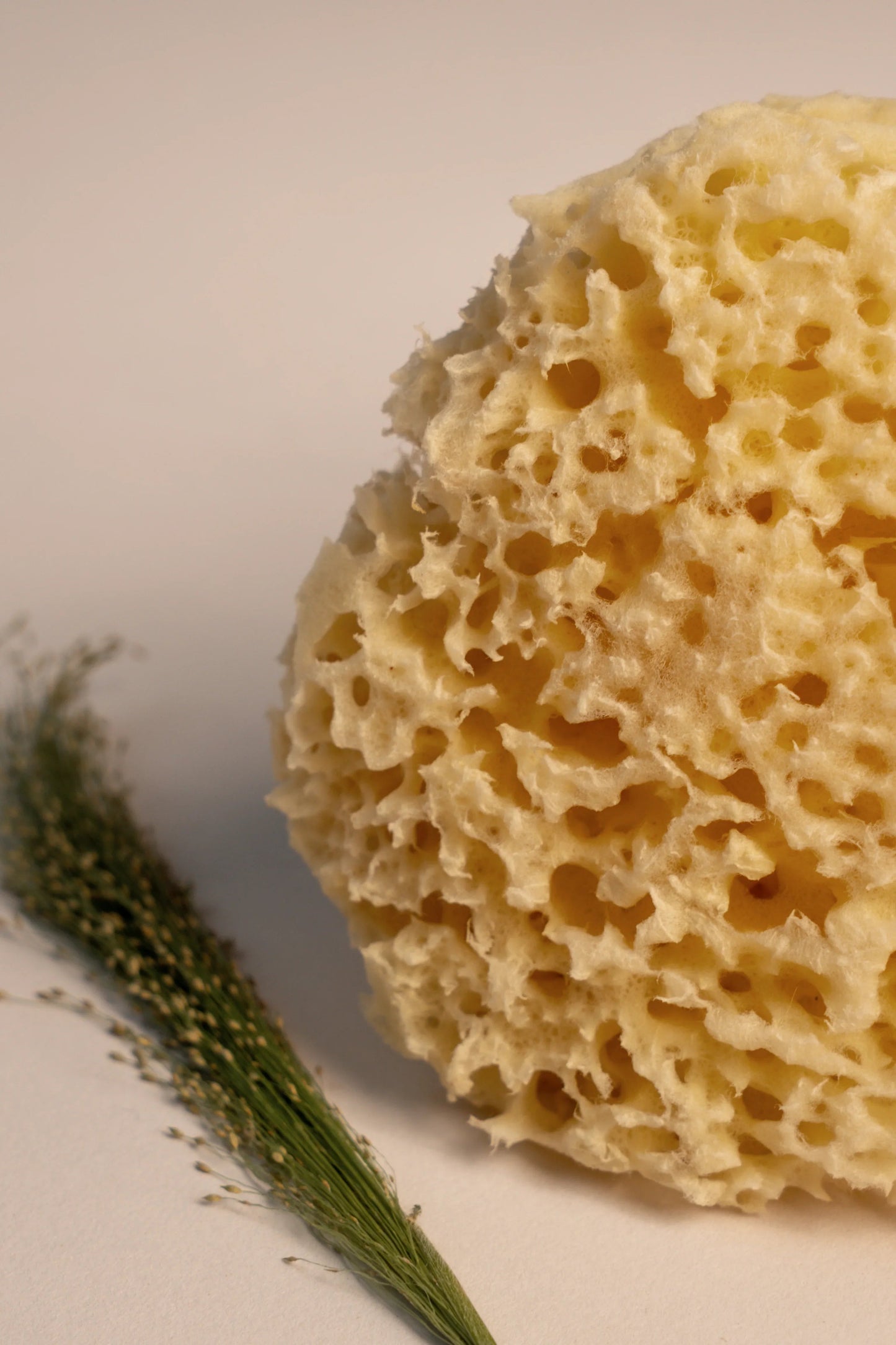 Greek Honeycomb Sea Sponge