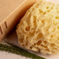 Greek Honeycomb Sea Sponge