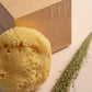 Greek Fine Silk Sea Sponge