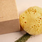 Greek Fine Silk Sea Sponge