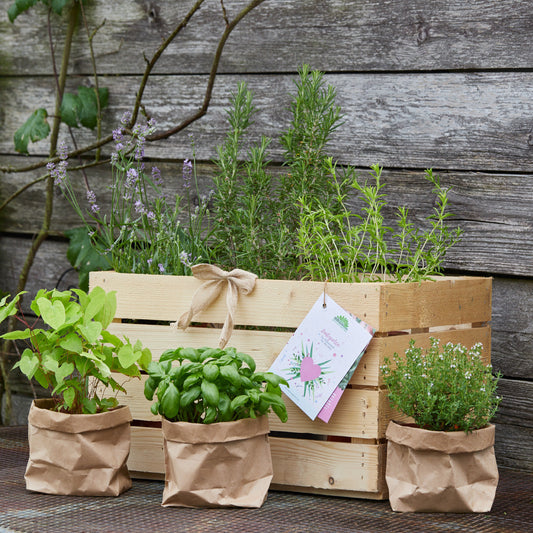 Kräuterkiste "Lustgarten"