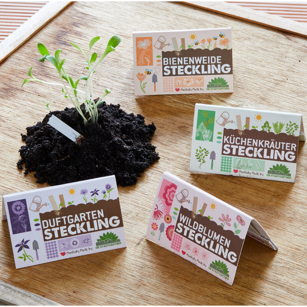 Saatgut-Stecklinge – Alle 4 Sorten