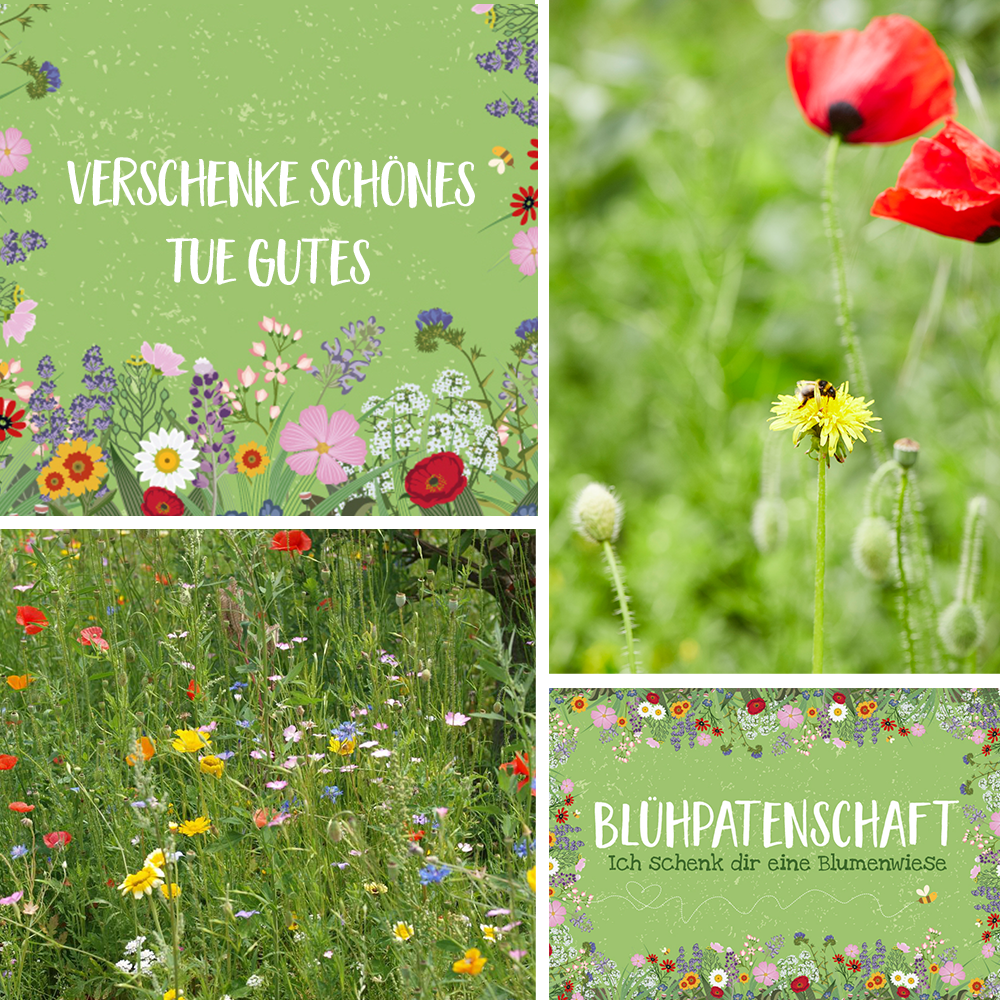Blühpatenschaft für 100 m² Blumenwiese