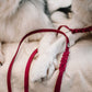 Hundeleine Soft Leder mit Handschlaufe und geflochtenen Element