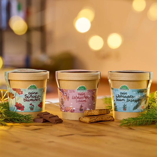 Festliches Anzucht-Set – 3 weihnachtliche Sorten