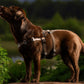 Anti-Stress-Geschirr STURMFREI® Saver für kleine bis mittlere Hunde