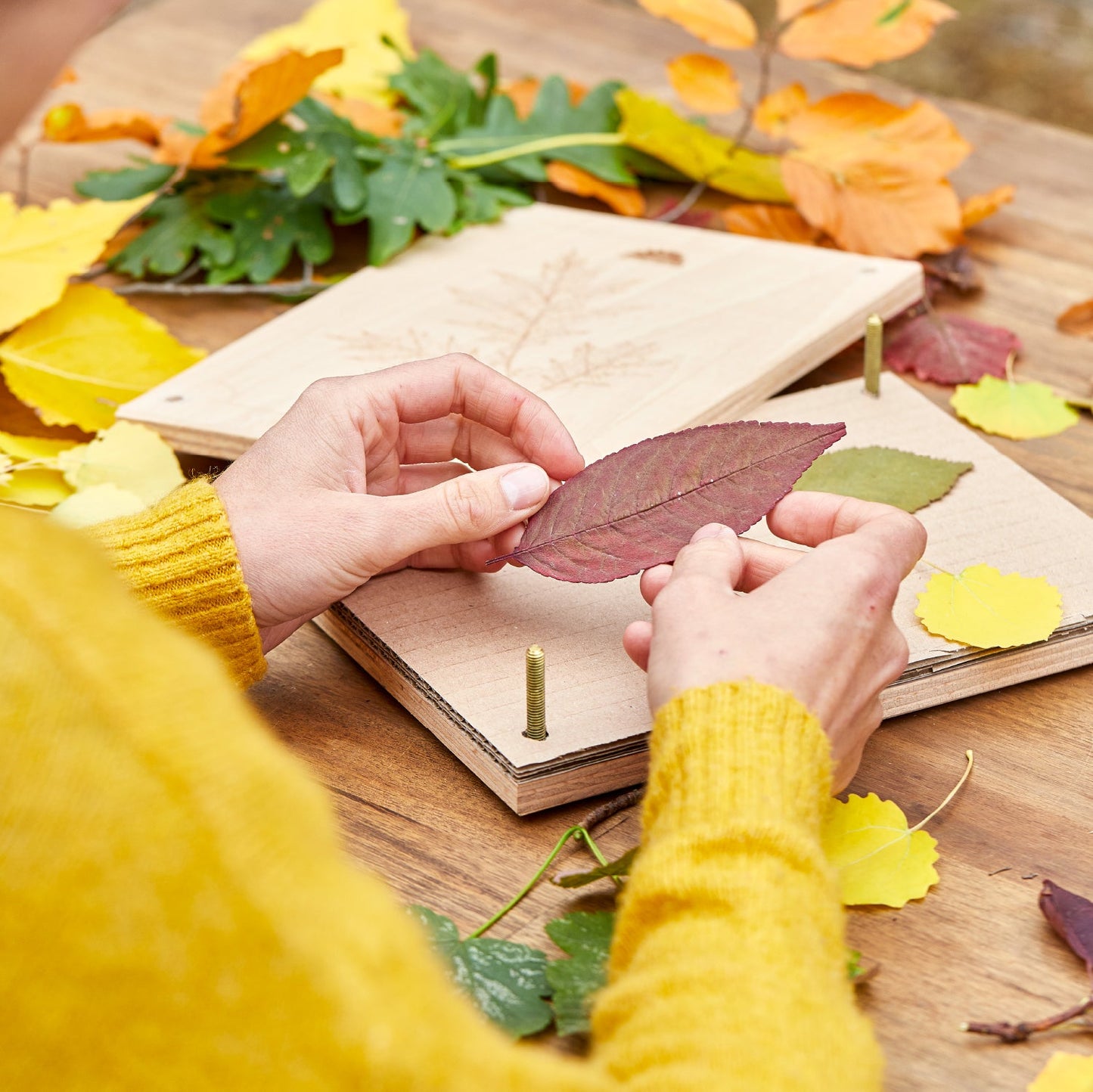 Blattpresse für Blätter & Blüten