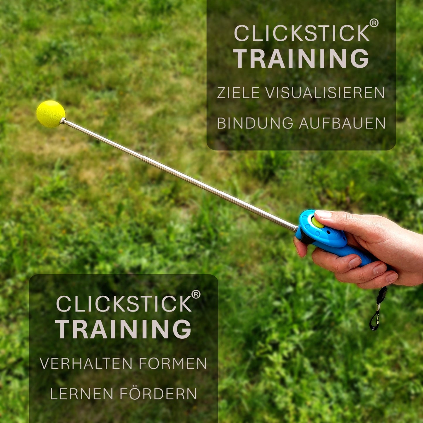 ASCO ClickStick - Target Stick mit abnehmbarem Premium Clicker - Target Stab für Hunde Katzen Clickertraining - Targetstick ausziehbar mit extra Klicker - Targetstab für Target-Training