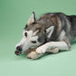BetterBone MEDIUM Durability CHEW TOY: Perfect Chew for Everyday Chewers | Natural Ingredients, Eco-Friendly, Non-Toxic