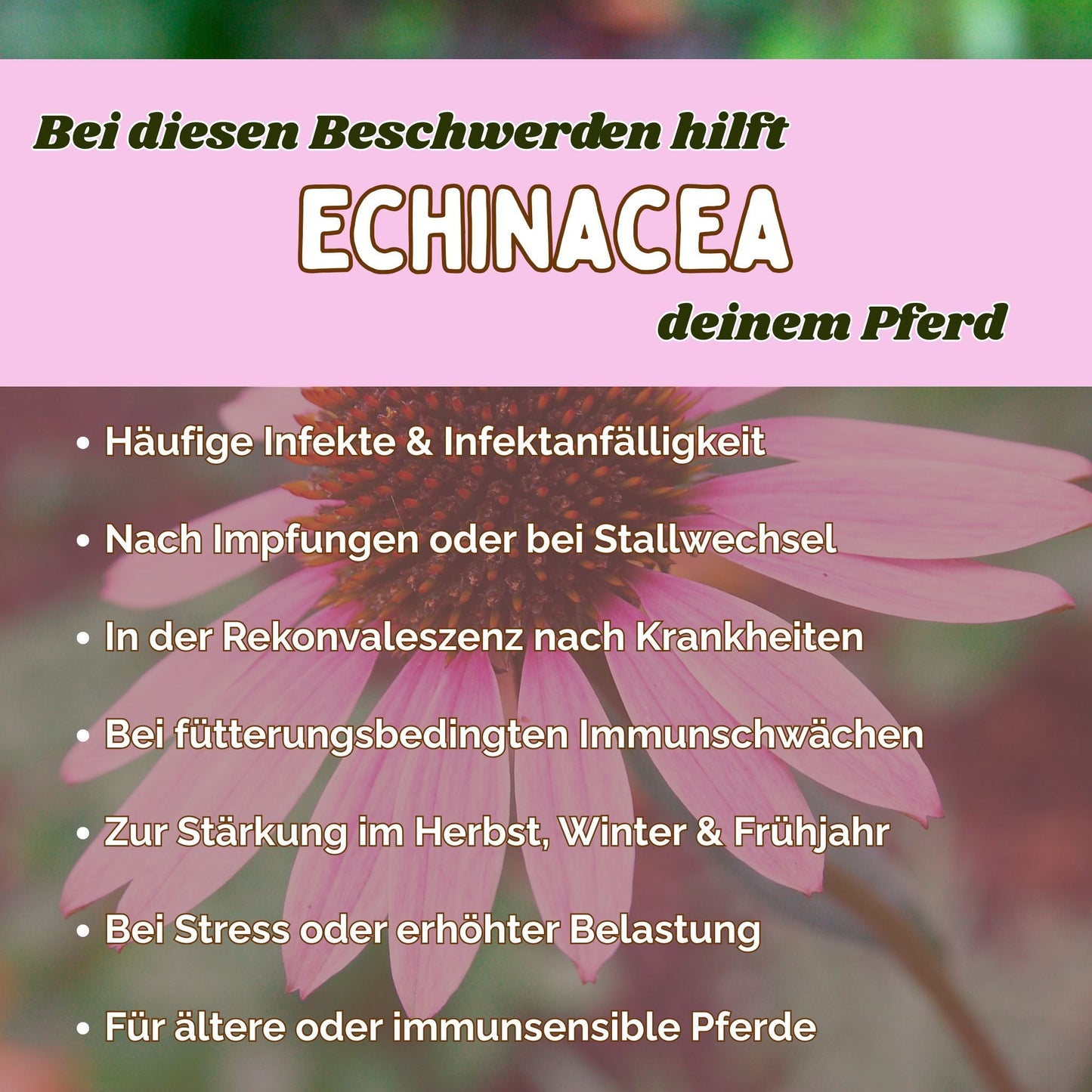 Echinacea Pferd - Zusatzfutter Immunsystem Pferd