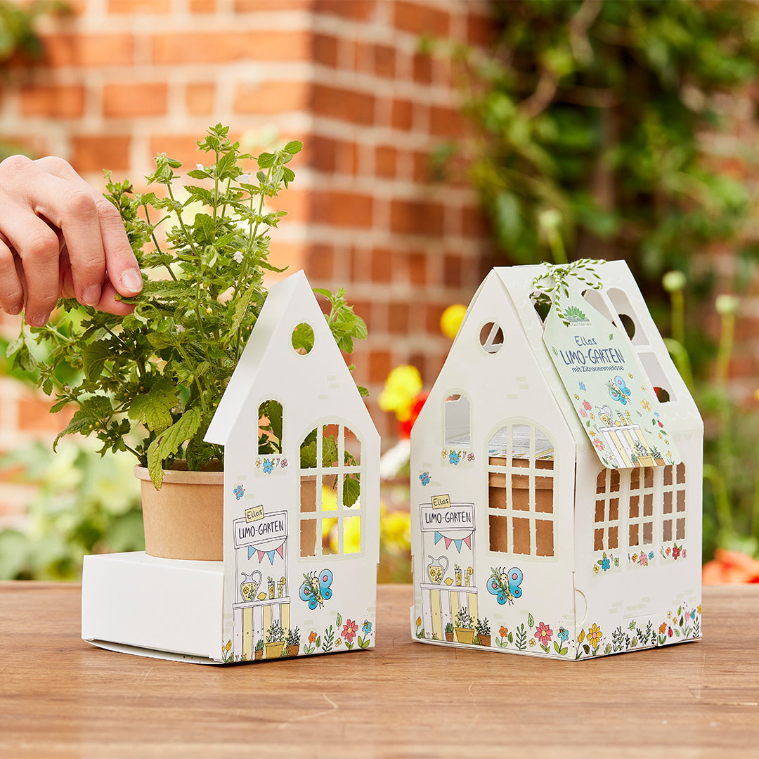 Gewächshäuschen "Ellas Limo-Garten" – BIO-Zitronenmelisse