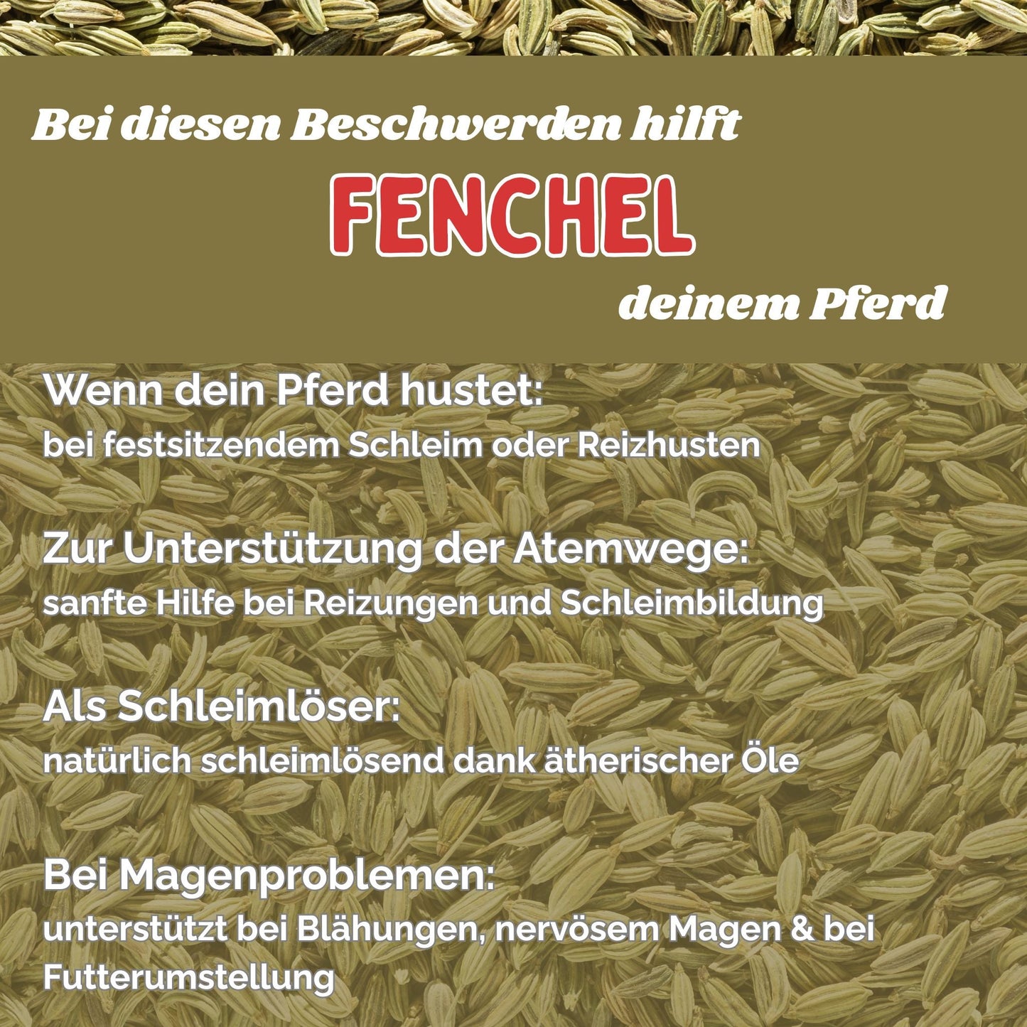 Fenchel Pferd - Hustenkräuter für Pferde - Magenkräuter Pferd