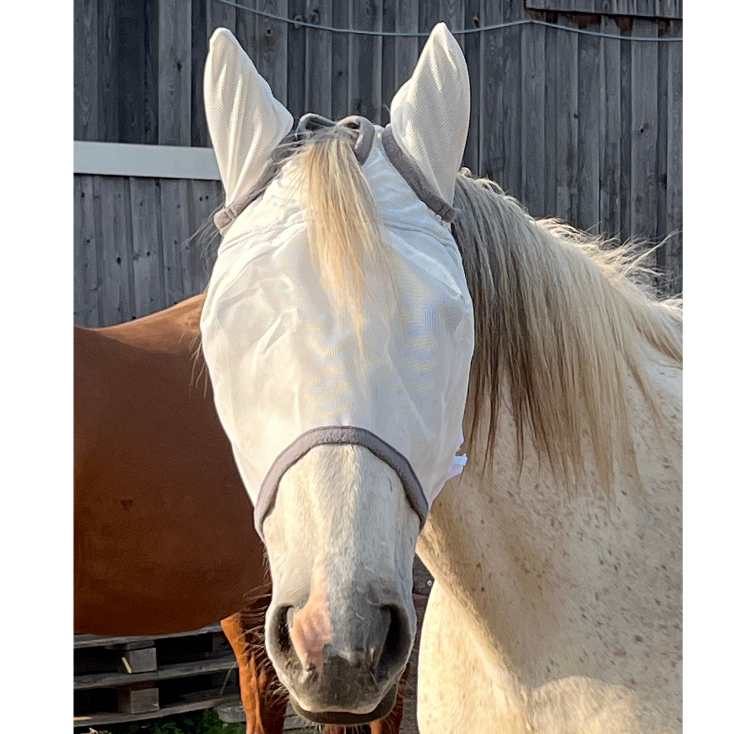 Fliegenmaske Fliegenohren Fliegenschutz für Pferde