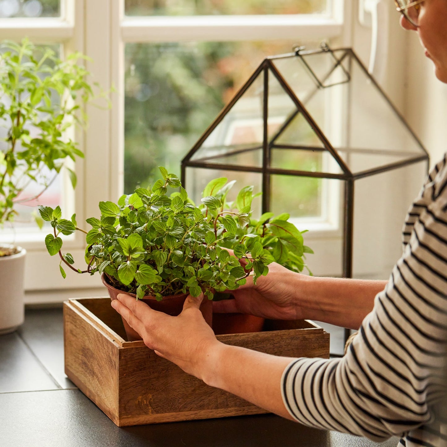 Hochwertiges Anzucht- und Gewächshaus