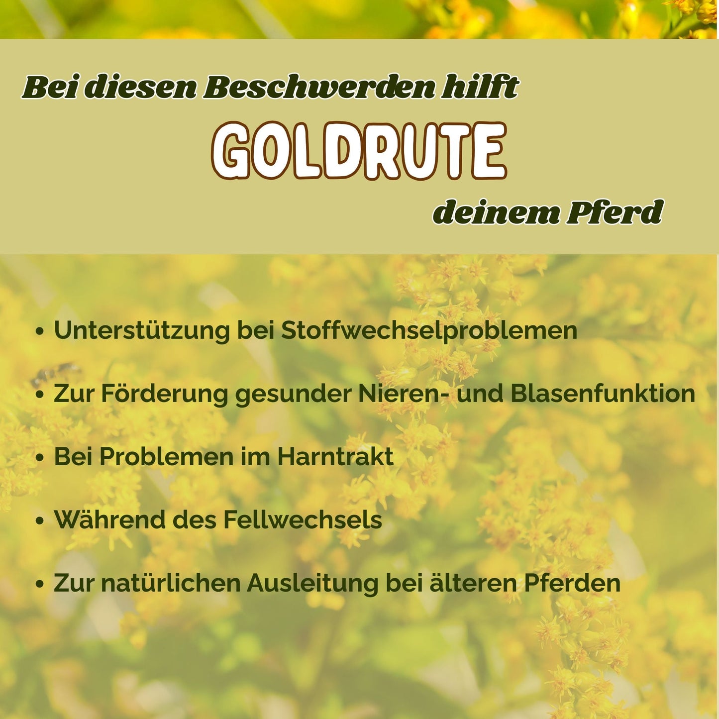 Goldrute Pferd bei Stoffwechselproblemen und für gesunde Nieren und Blase