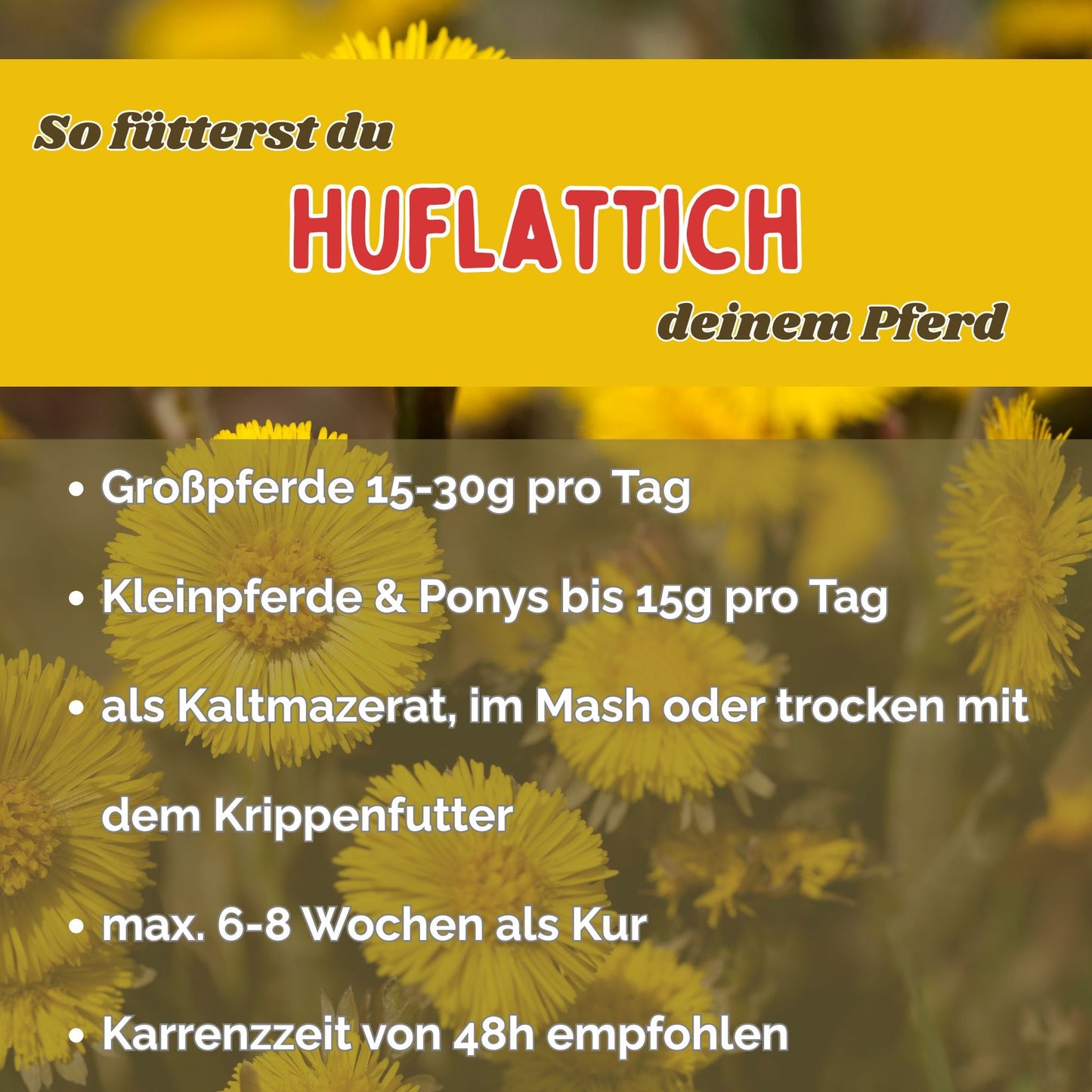 Huflattich Pferd - Hustenkräuter für Pferde - Schleimlöser Pferd