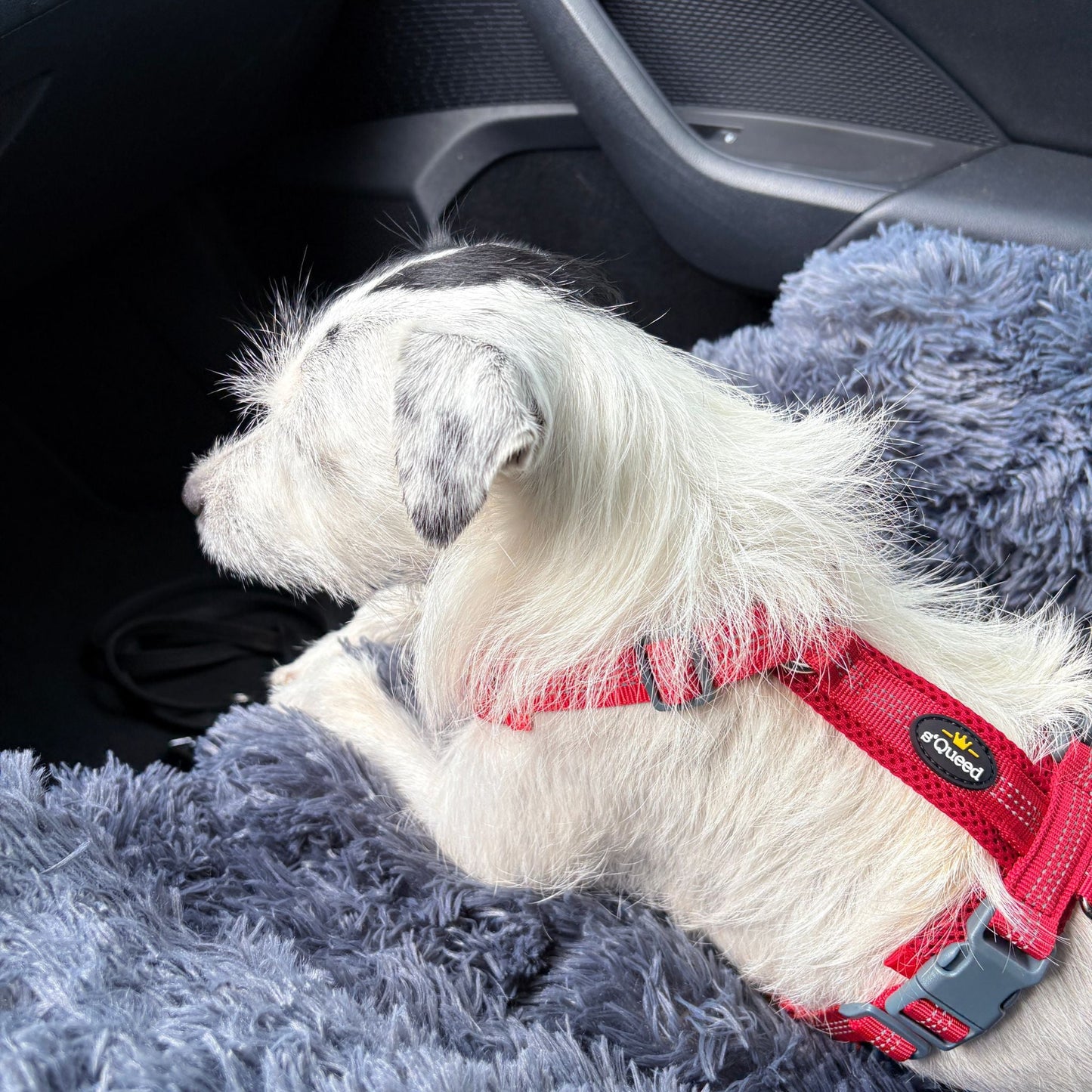 Hundebett "Balu" kuschelig weich & waschbar – mit hohem Rand für Auto & Sofa