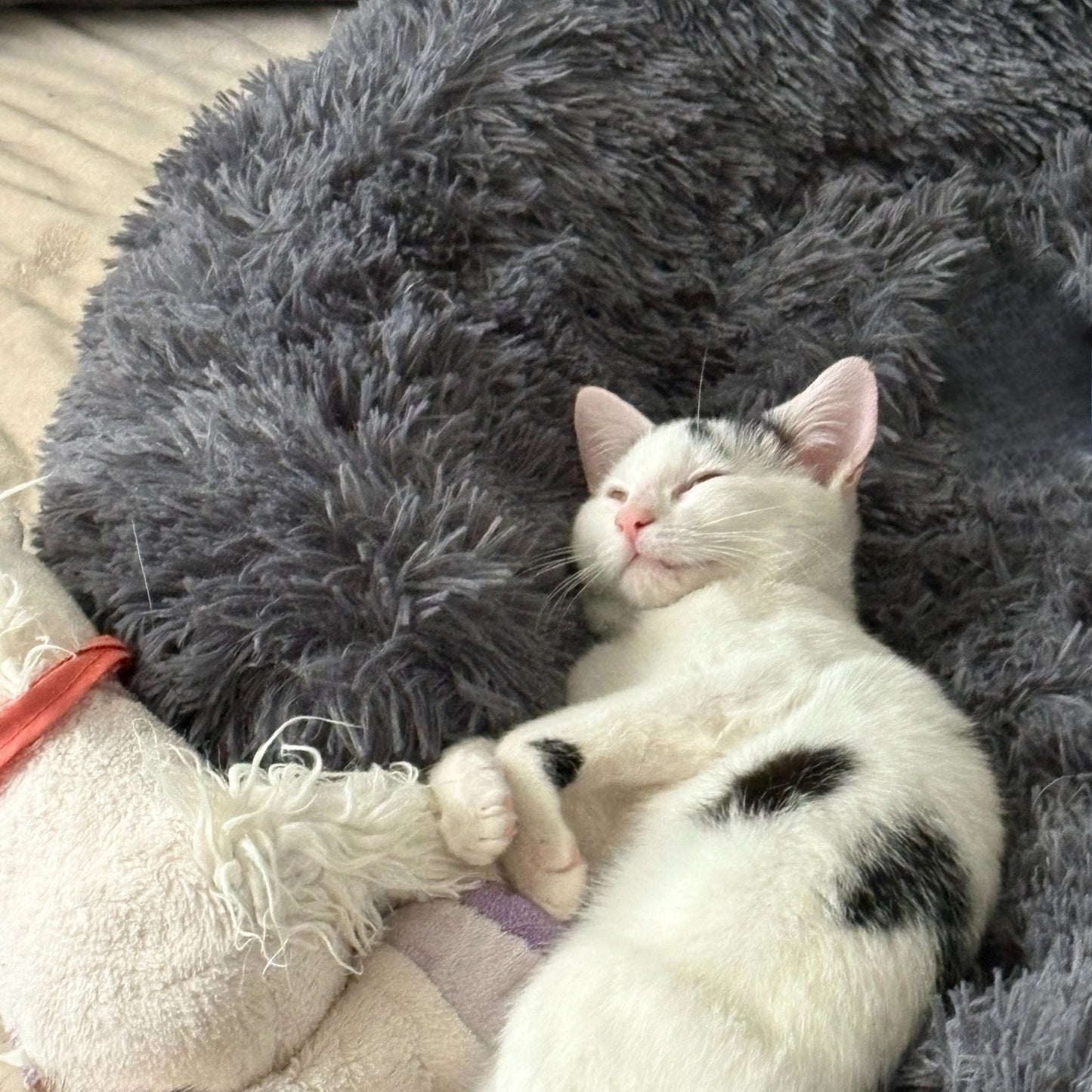 Hundebett "Balu" kuschelig weich & waschbar – mit hohem Rand für Auto & Sofa