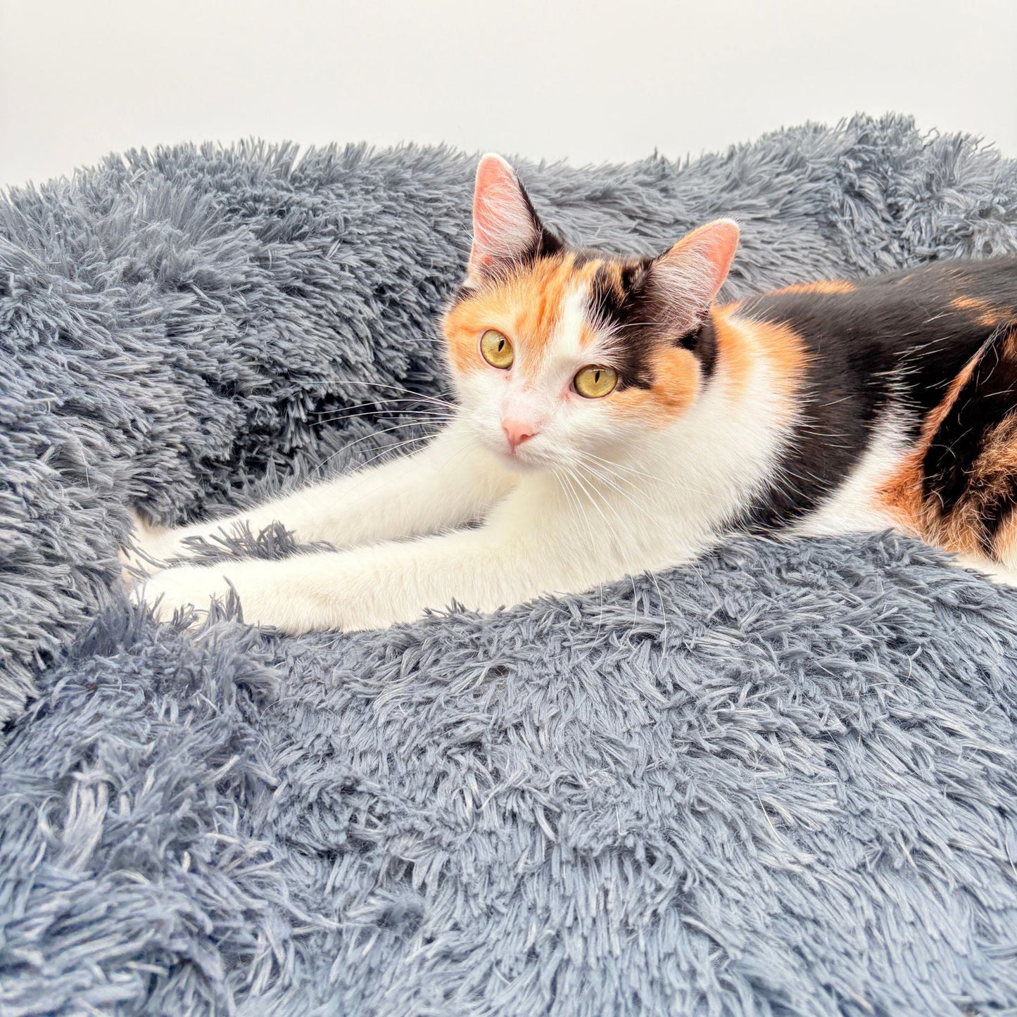 Hundebett "Balu" kuschelig weich & waschbar – mit hohem Rand für Auto & Sofa