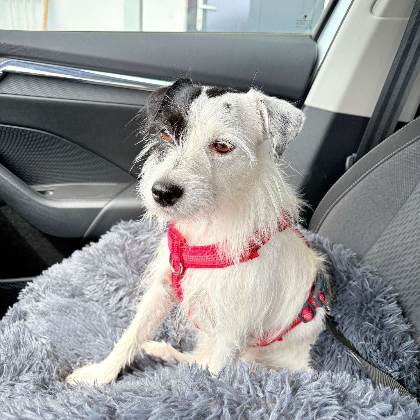 Hundebett "Balu" kuschelig weich & waschbar – mit hohem Rand für Auto & Sofa