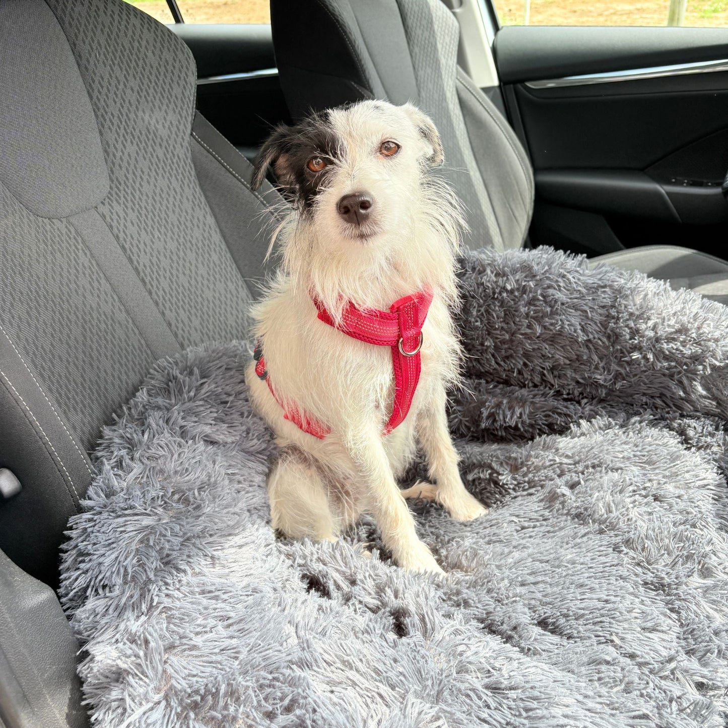 Hundebett "Balu" kuschelig weich & waschbar – mit hohem Rand für Auto & Sofa