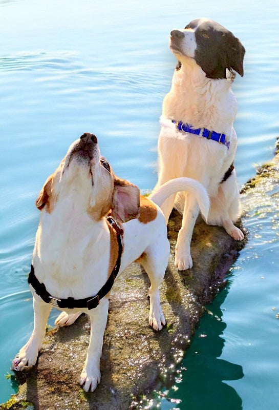 Anti-Stress-Geschirr STURMFREI®, Größe L
