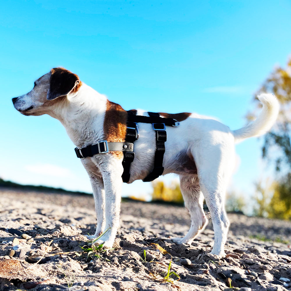 Anti-Stress-Geschirr STURMFREI® Saver für kleine bis mittlere Hunde