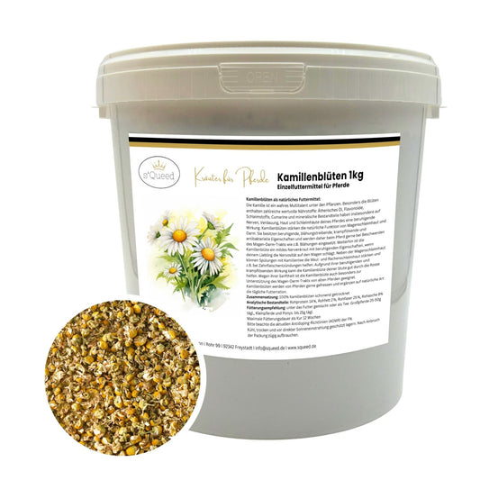 Kamille Pferd ganze Blüte