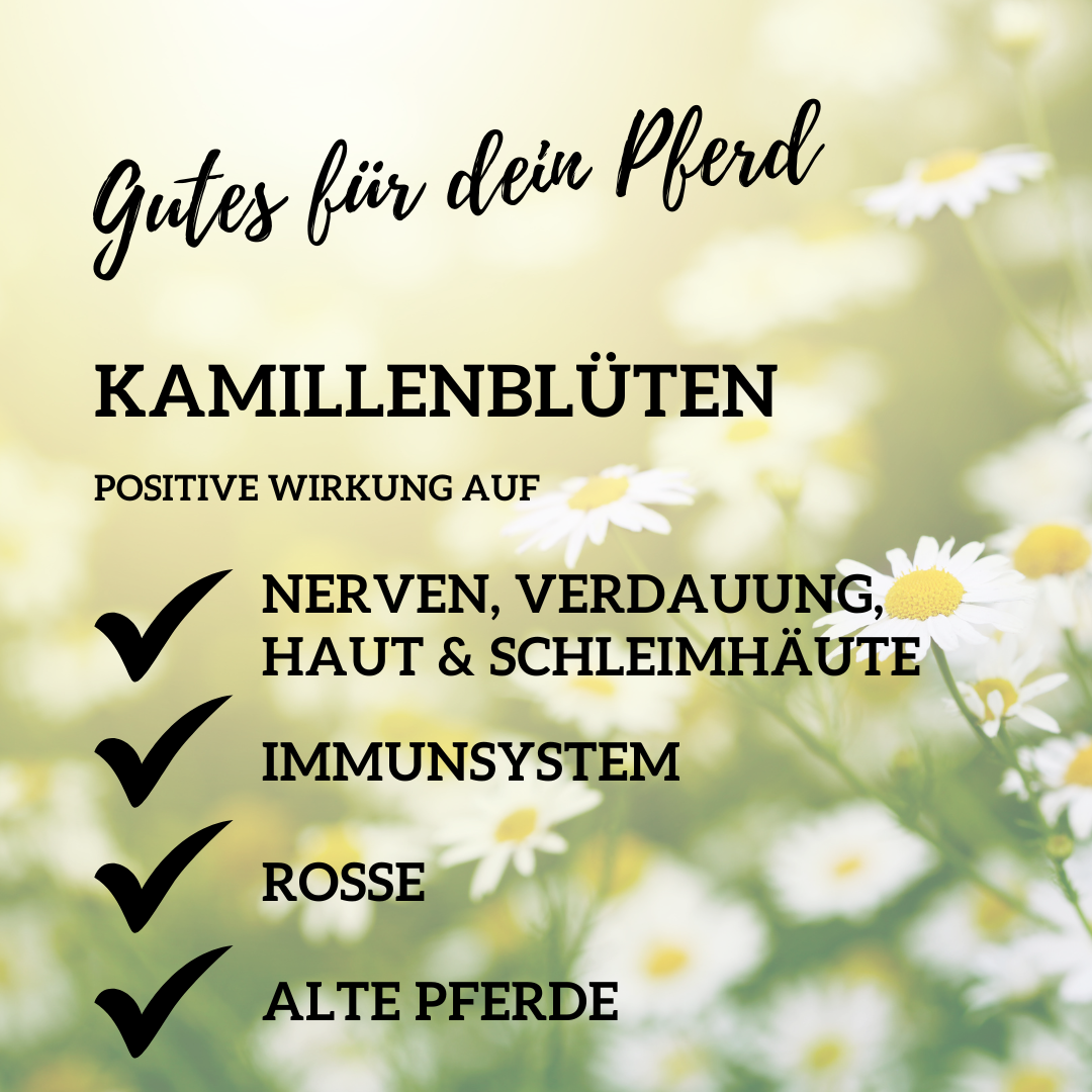 Kamille Pferd ganze Blüte